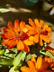 orange and flowers