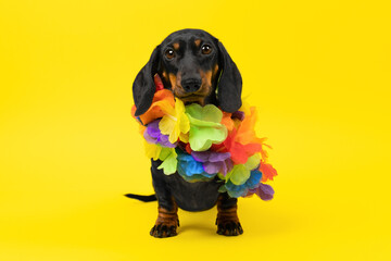 Cute dog in necklace of flowers on yellow background looks with sad look. Bright summer collection of children clothing. Puppy with tropical Hawaiian lei at beach cocktail party. Holiday dress code