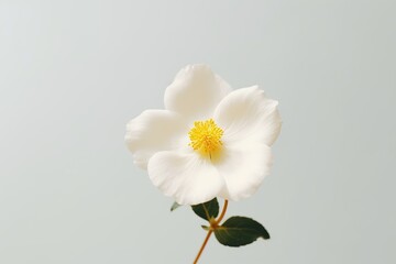 Naklejka na ściany i meble A single white flower on a plain background Generative AI