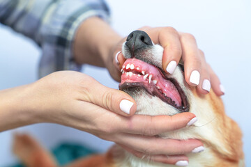 Hands hold the mouth of a dog, a doctor at a veterinary clinic examines a puppy milk teeth falling out, a dental checkup. Changing teeth in pets. Dentist for animals, prevention treatment of caries