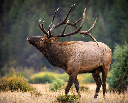 Bull Rocky mountain elk (cervus canadensis) walking in moraine park meadow during the fall elk rut at Rocky Mountain National Park, Colorado, USA