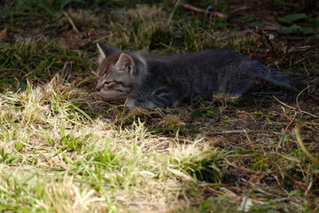 Naklejka na ściany i meble A gray kitten playing on a sunny lawn, ready to jump. Selective foсus.
