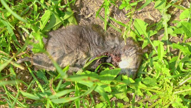 Flown insects eat remains of dead rat on green grass illuminated by sunlight. Tragic result of mouse running away from potential threat. Food chain in nature