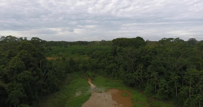 Larger River Between a Lot of Vegetation in the Amazon Rainforest in Pando, Bolivia