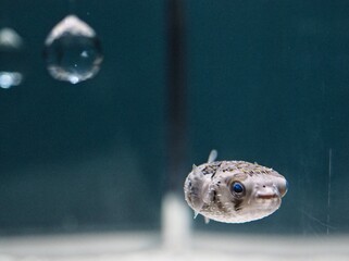 globefish, funny face 