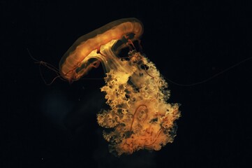 jellyfish in aquarium © Farsai