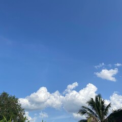 Obraz premium palm trees against blue sky