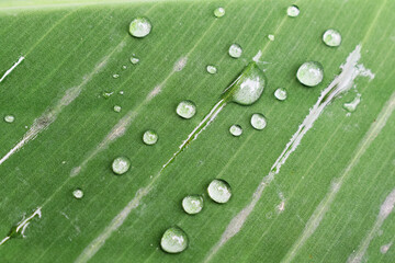 leaf with water drops