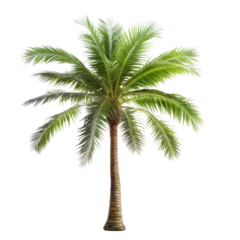 Poster palm tree isolated on a transparent background, generative ai © Perfect PNG