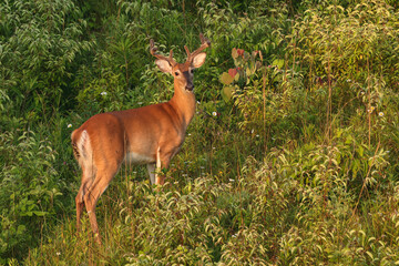 Whitetail Buck in Velvet In Early Morning Light