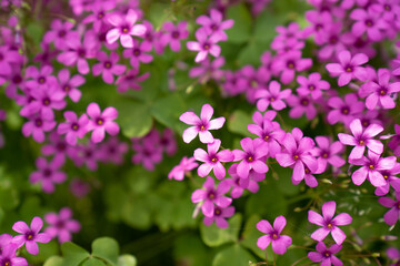 いもかたばみ　ピンクの花