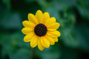 ヒマワリ　俯瞰　アップ