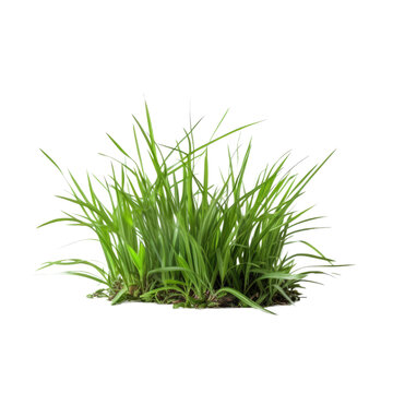 grass isolated on a transparent background, generative ai