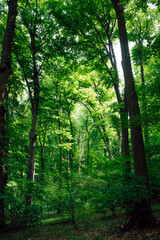 Atmospheric photo of a green spring forest consisting of European beech. Natural natural background