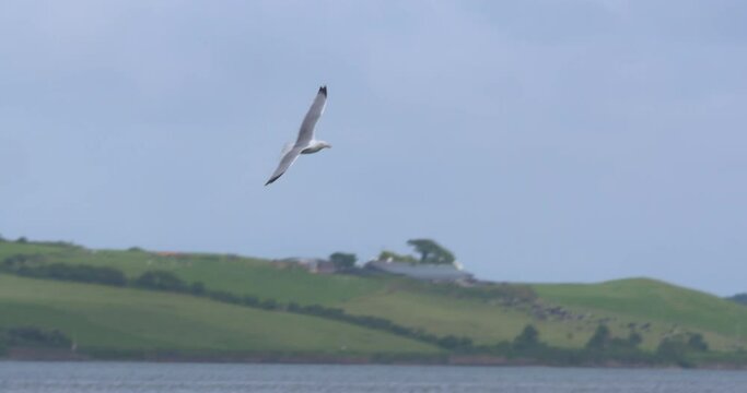 Seagull bird flying over water landing on ocean slow motion