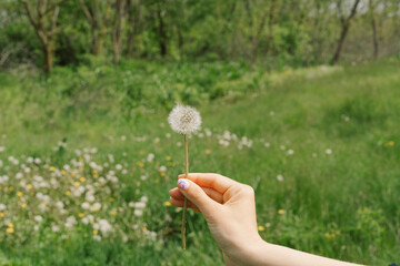 Close-up, a hand holding a white dandelion. Dandelion held in a woman's hand, seeds flying in the air