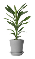 Beautiful dracaena plant in pot on white background. House decor