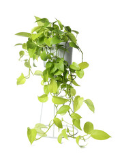 Beautiful Scindapsus plant in pot isolated on white. House decor