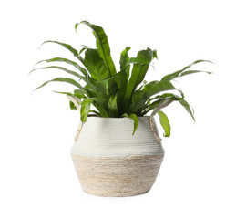 Beautiful asplenium plant in pot on white background. House decor