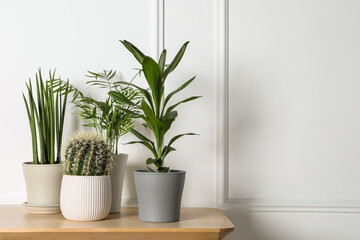 Many different plants in pots on wooden table indoors, space for text. House decor