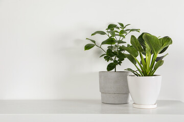 Beautiful plants in pots on white table indoors, space for text. House decor