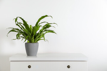 Beautiful asplenium plant in pot on white chest of drawers indoors, space for text. House decor