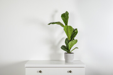 Beautiful ficus plant in pot on white chest of drawers indoors, space for text. House decor
