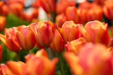 Beautiful colorful tulips growing in flower bed, selective focus