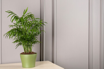 Fototapeta na wymiar Potted chamaedorea palm on light table near white wall, space for text. Beautiful houseplant