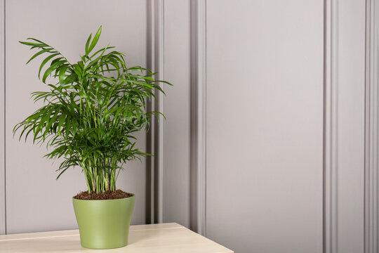 Potted chamaedorea palm on light table near white wall, space for text. Beautiful houseplant
