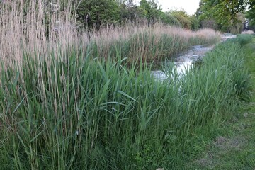 View of green reeds growing near channel outdoors