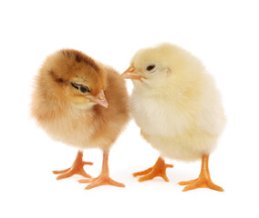Two cute fluffy baby chickens on white background