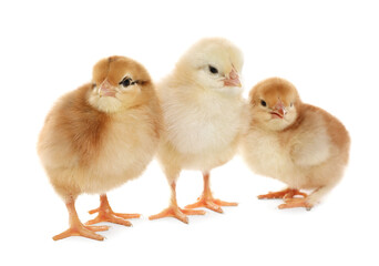 Three cute fluffy chickens on white background