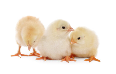 Three cute fluffy chickens on white background