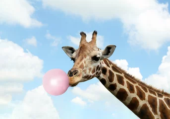 Gardinen Beautiful African giraffe blowing bubble gum against sky © New Africa