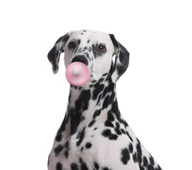 Adorable Dalmatian dog blowing bubble gum on white background