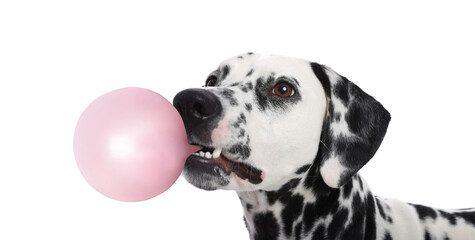 Adorable Dalmatian dog blowing bubble gum on white background
