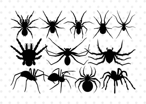 Spider Silhouette, Spider SVG, Arachnid Svg, Spider Web Svg, Cobweb Svg, Spooky Spider Svg, Spider Bundle, SB00323