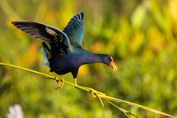 A purple gallinule (Porphyrio martinicus), a rainbow colored wading bird, balances on the stem of a wetland plant in the evening light in Sarasota County, Florida