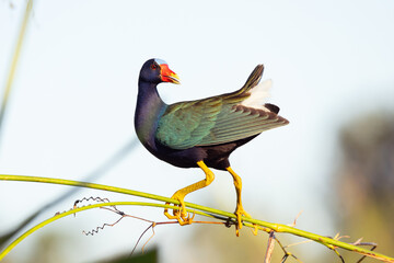 A purple gallinule (Porphyrio martinicus), a rainbow colored wading bird, balances on the stem of a wetland plant in the evening light in Sarasota County, Florida