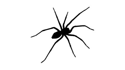 Silhouette of giant spider. Spider silhouette on white background. Animal silhouette 