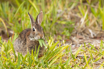 Naklejka na ściany i meble Funny bunny—a rabbit (probably an eastern cottontail) chews blades of grass that look like buckteeth or walrus tusks on Lido Key, Florida