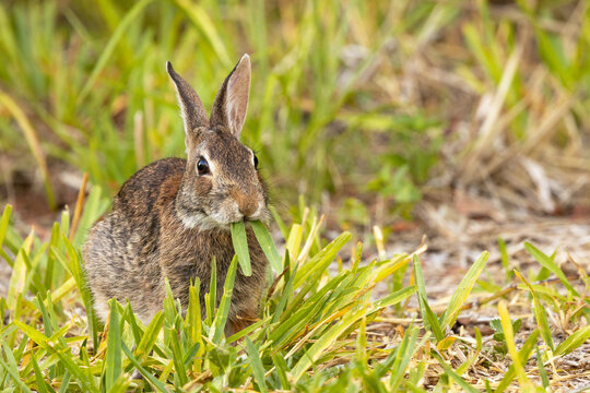 Funny bunny—a rabbit (probably an eastern cottontail) chews blades of grass that look like buckteeth or walrus tusks on Lido Key, Florida