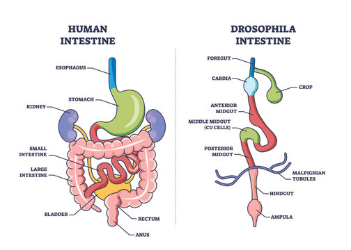 Drosophila digestive tract with anatomical gut sections outline diagram. Labeled educational scheme with fruit flies inner anatomy comparison with human intestine system vector illustration.