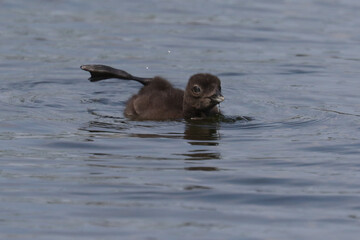Fototapeta premium Loon chick swimming near parents