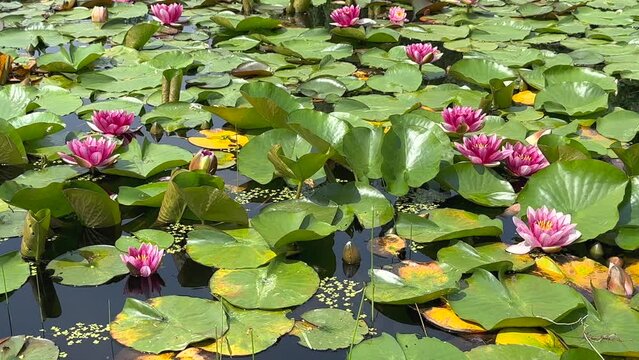 4K Movie plus Audio: Light red waterlily (Nymphaea laydekeri purpurata, スイレン) blooming in a pond in early summer when Lurid Damselflies are dancing.