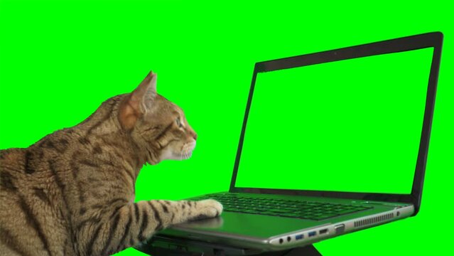 Bengal cat sitting in front of a laptop computer, looking at the screen, putting his paw on the keyboard on green screen isolated with chroma key.