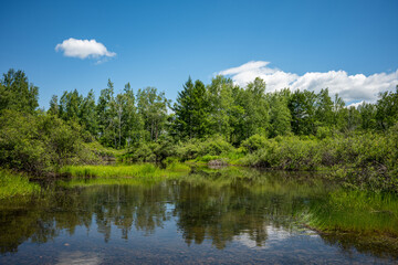 Lake, reflection of greenery. Forest lake. A beautiful colorful summer natural landscape with a lake surrounded by green foliage of trees in the sunlight in the foreground.