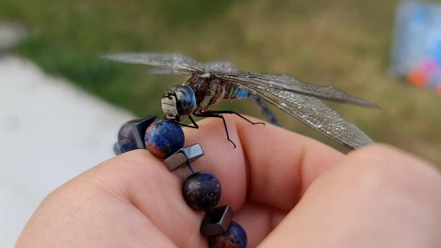 Dragonfly landing on hand. Blue sky. Slow motion