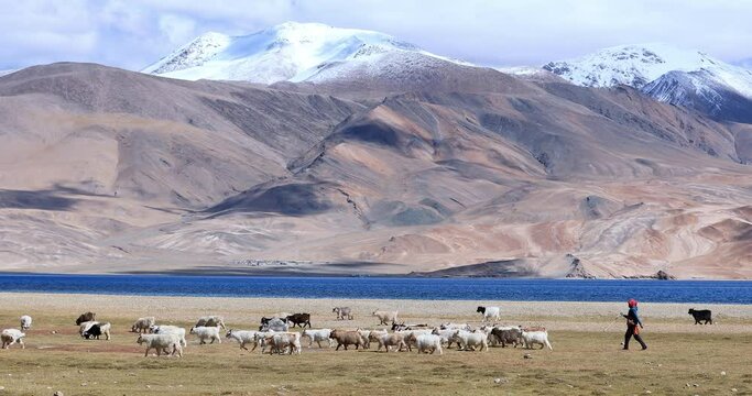 Ladakh countryside scenic nature. Beautiful mountains of Tso Moriri lake region in Himalayas of north India. Flock of pashmina goats graze on pasture